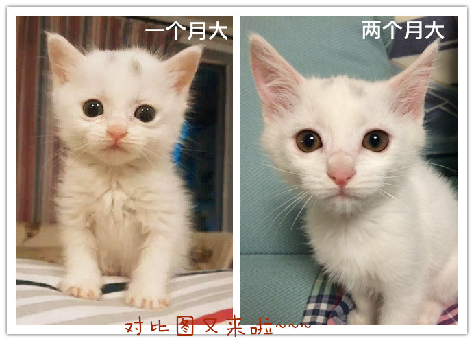 在此猫九再广播一下,今年的奶猫潮迟迟没有退去,大